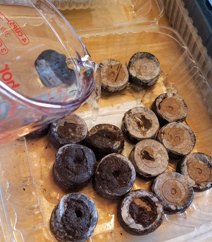 rehydrating peat pellets by pouring water over them