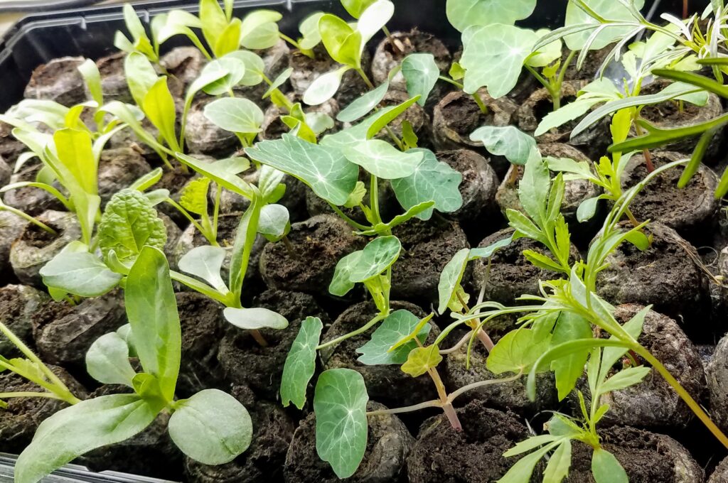 Seedlings in peat pellets